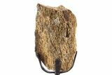 Fossil Triceratops Limb Section w/ Metal Stand - South Dakota #340076-2